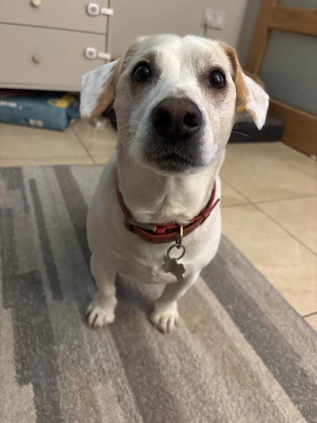 Our Jack Russell keeping an eye on things at home