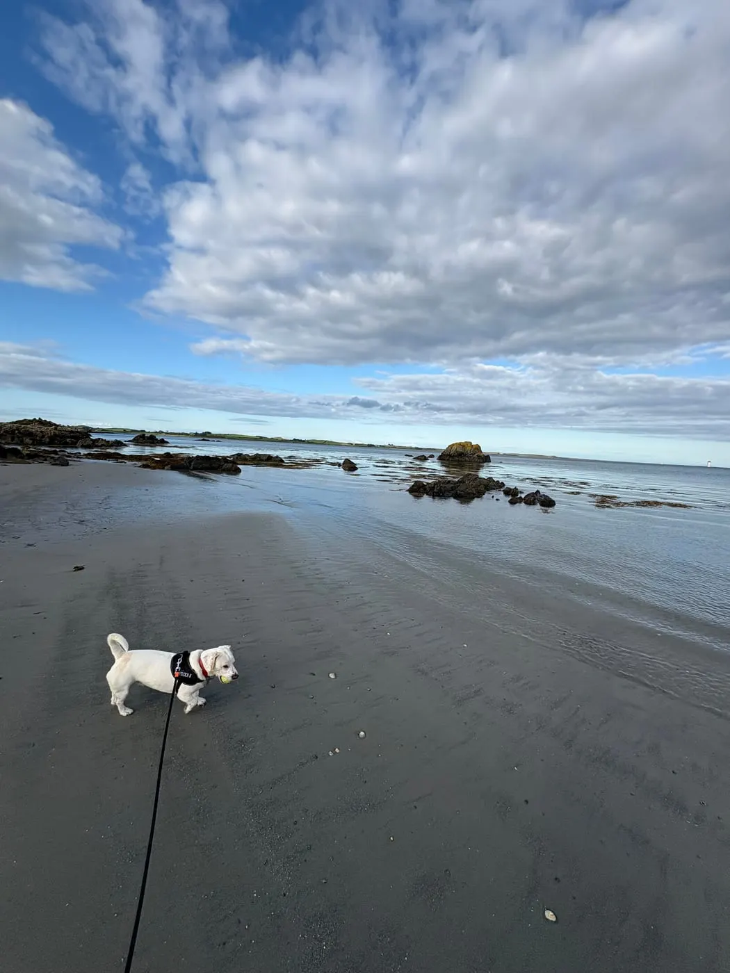 Our wee dog exploring the sand on a Northern Ireland beach